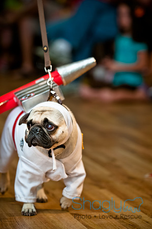 PugOWeen-132