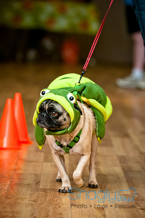 PugOWeen-40