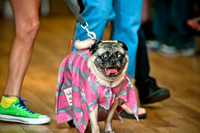 PugOWeen-10