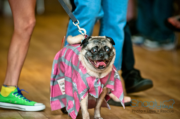 PugOWeen-10