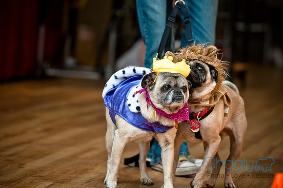 PugOWeen-221