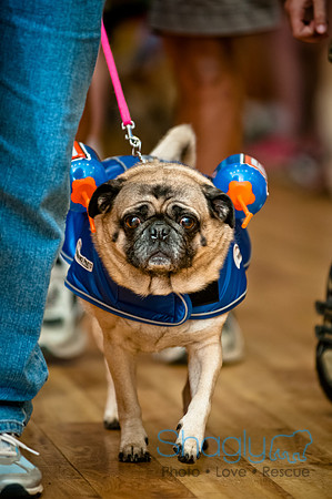 PugOWeen-73