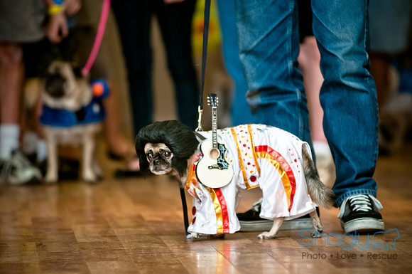 PugOWeen-68