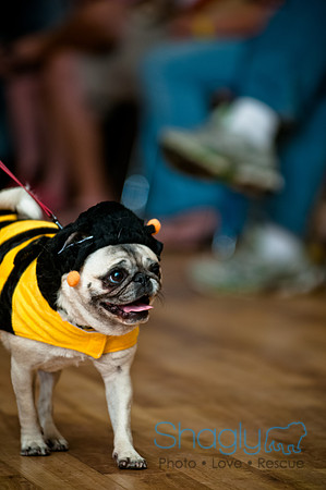 PugOWeen-82