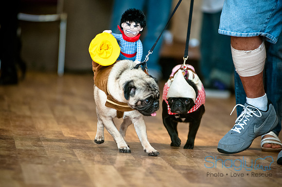 PugOWeen-178