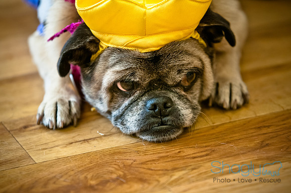 PugOWeen-96