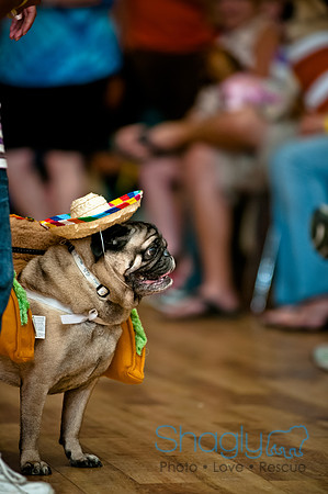 PugOWeen-77