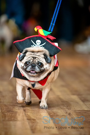 PugOWeen-52