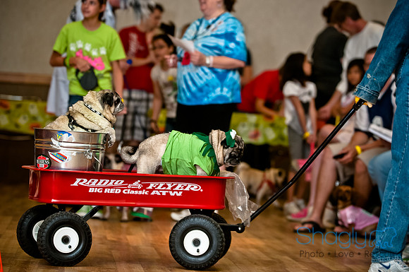 PugOWeen-106