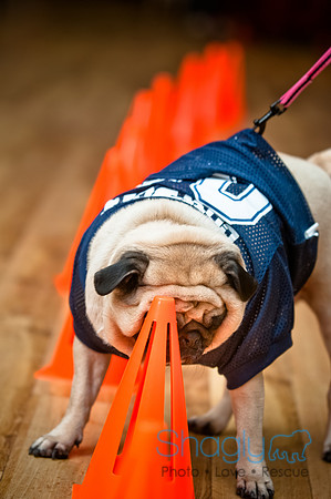 PugOWeen-48