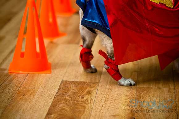 PugOWeen-176