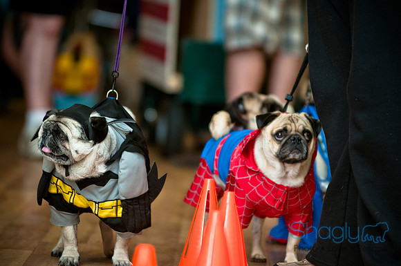 PugOWeen-153