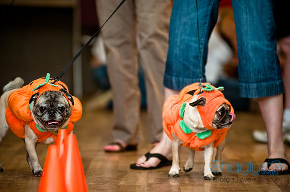 PugOWeen-224