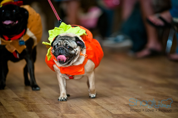 PugOWeen-88