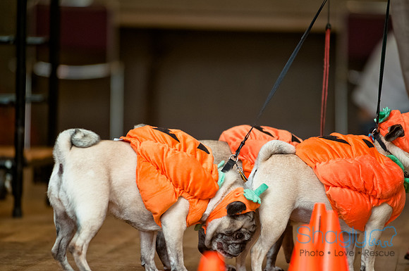 PugOWeen-226