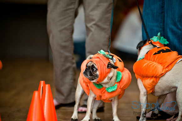 PugOWeen-225