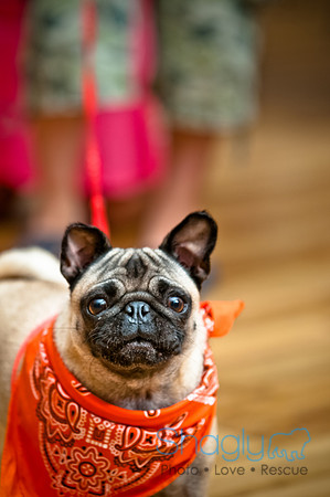 PugOWeen-137