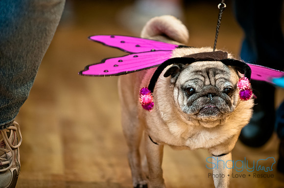 PugOWeen-169