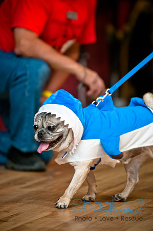 PugOWeen-86