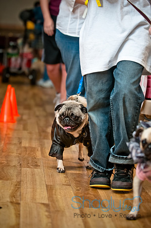 PugOWeen-194