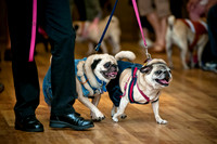 PugOWeen-6