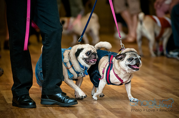 PugOWeen-6