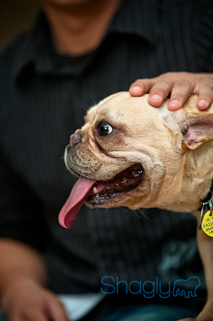 PugOWeen-148