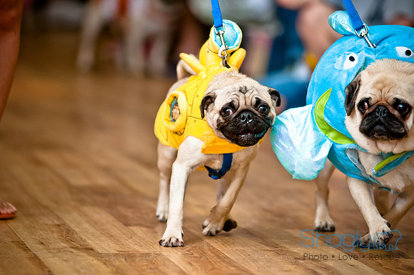 PugOWeen-203