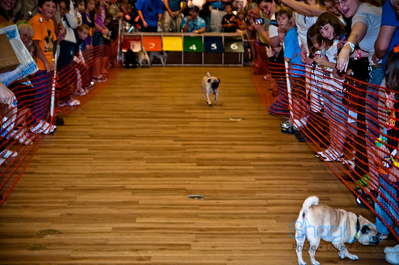 PugOWeen-264