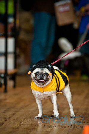 PugOWeen-80