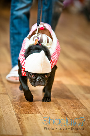 PugOWeen-181