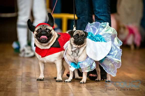 PugOWeen-210