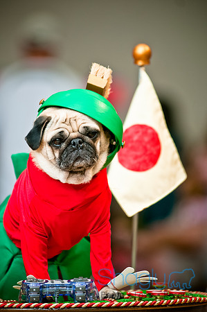 PugOWeen-62