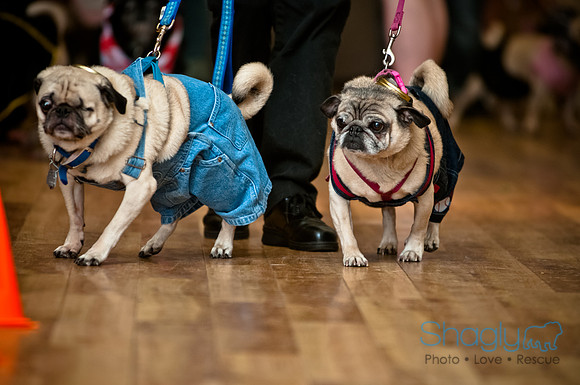 PugOWeen-187