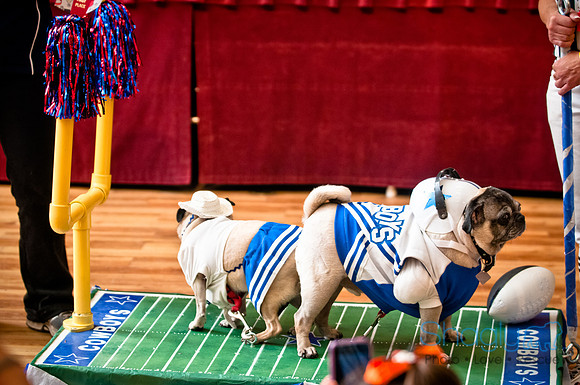 PugOWeen-241