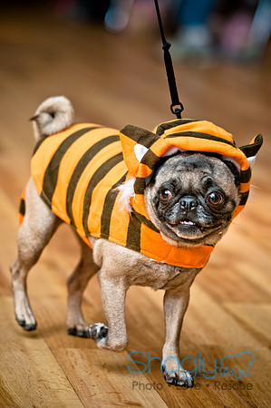 PugOWeen-51