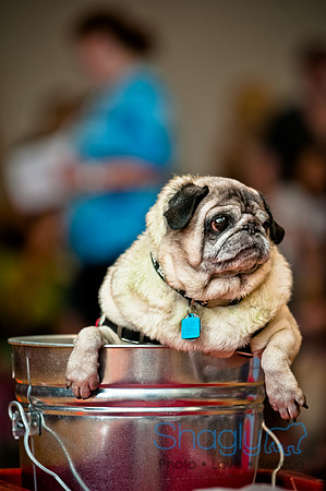 PugOWeen-105
