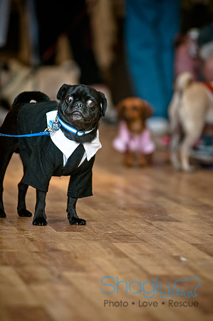 PugOWeen-183