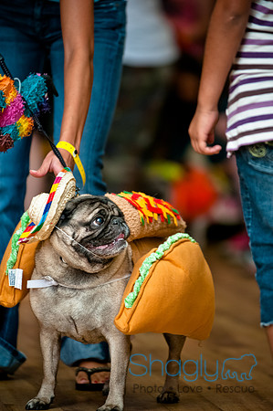 PugOWeen-76