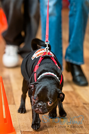 PugOWeen-22