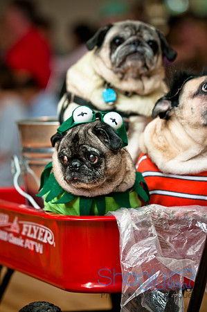PugOWeen-198