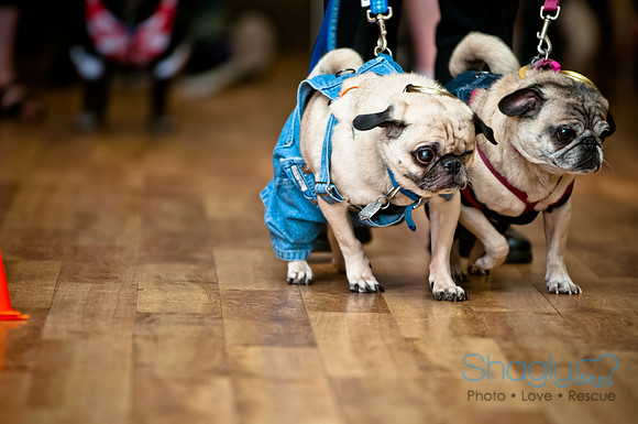 PugOWeen-188
