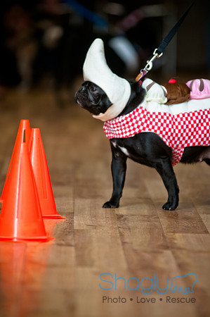 PugOWeen-180