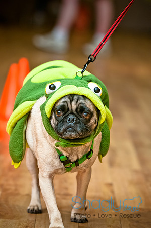 PugOWeen-41