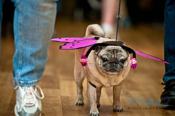 PugOWeen-168