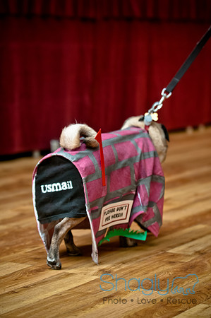 PugOWeen-109