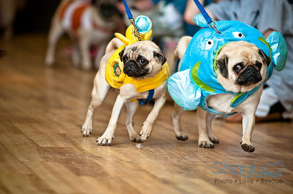 PugOWeen-202