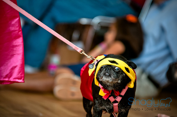 PugOWeen-236