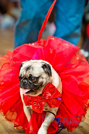 PugOWeen-25