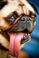 DFW Pug Rescue